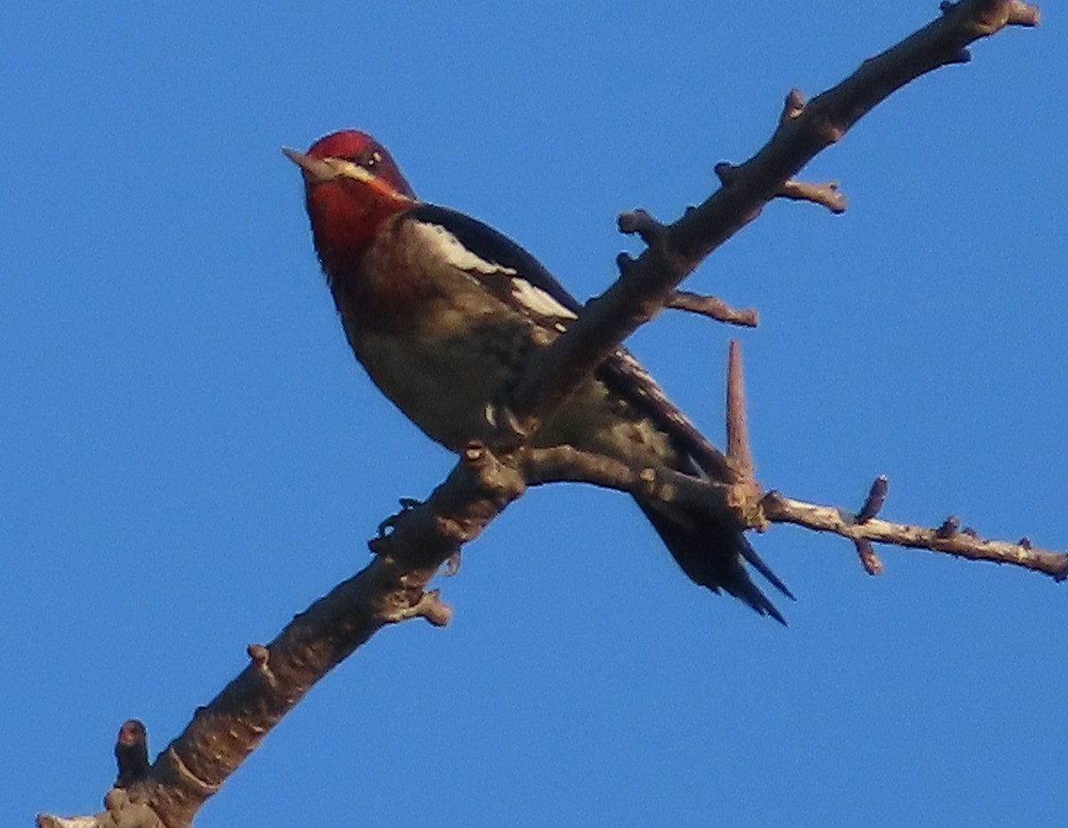 sapsucker sp. - ML646517734