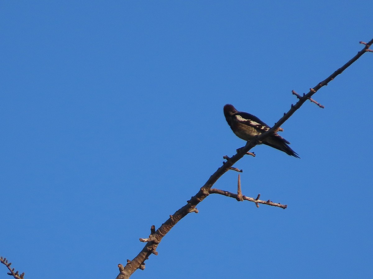 sapsucker sp. - ML646517735