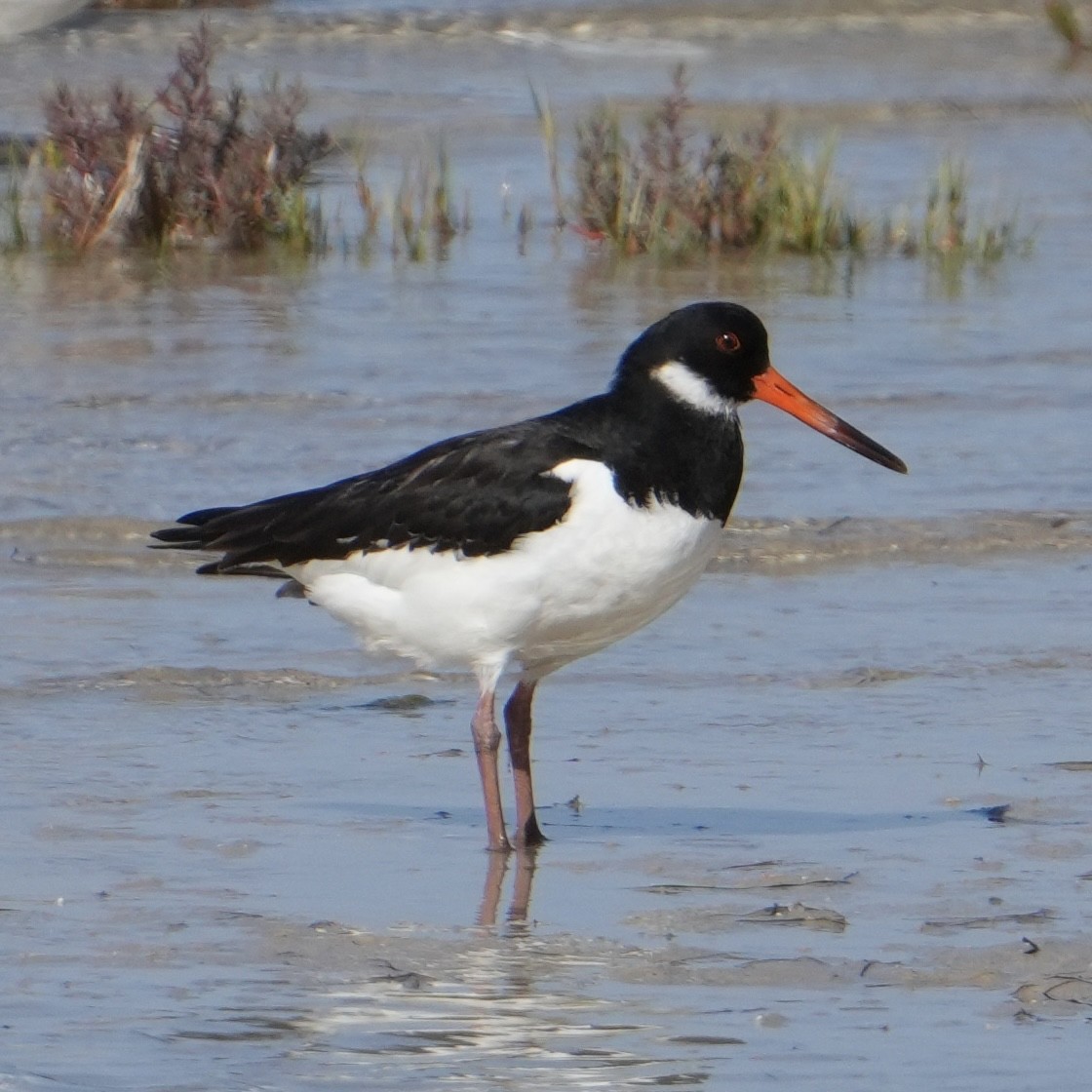 Eurasian Oystercatcher - ML646517736