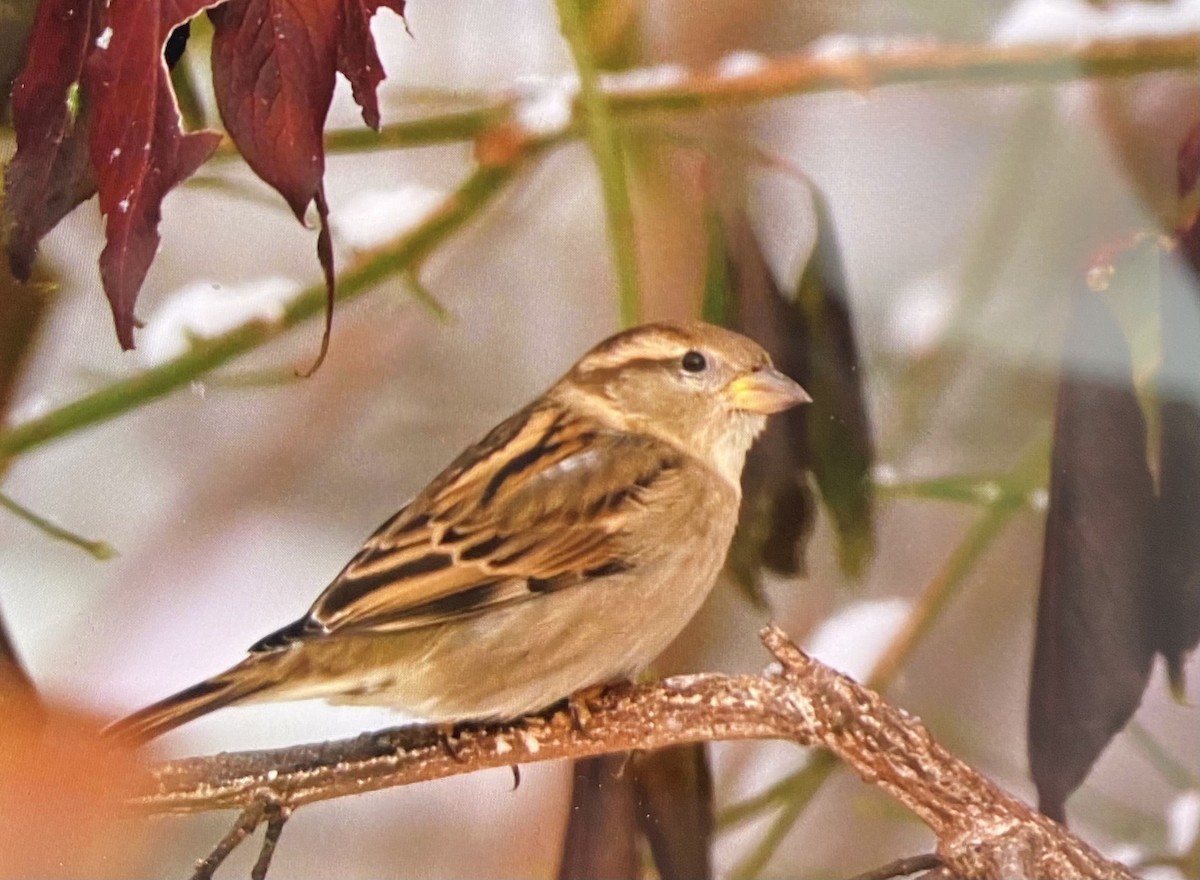 vrabec domácí - ML646517738