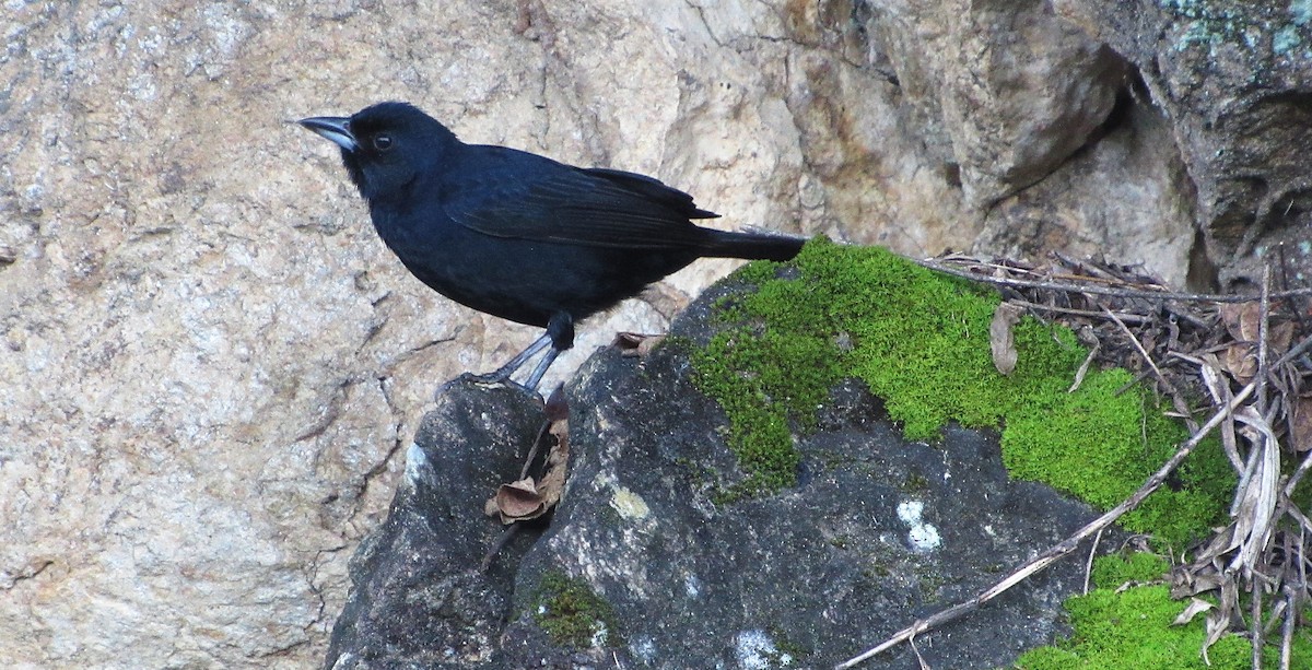 White-lined Tanager - ML646517741