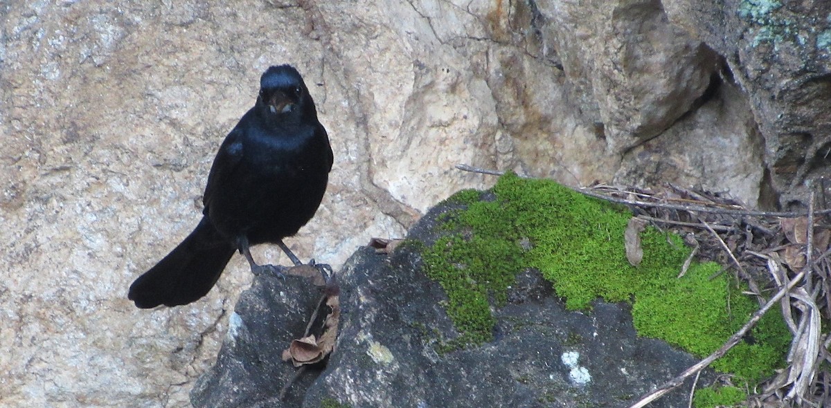 White-lined Tanager - ML646517742