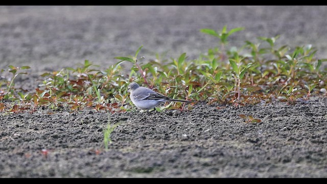 נחליאלי לבן - ML646517743