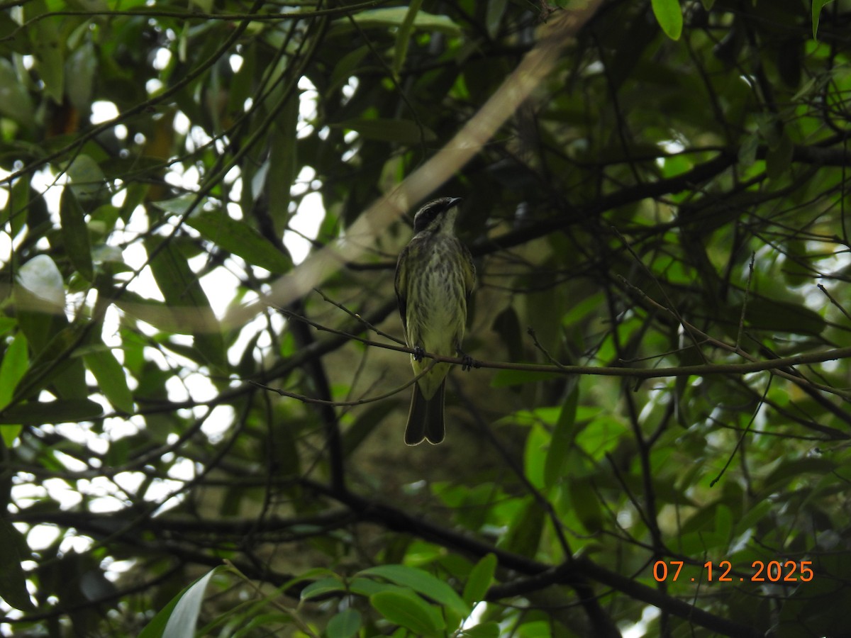Piratic Flycatcher - ML646517744