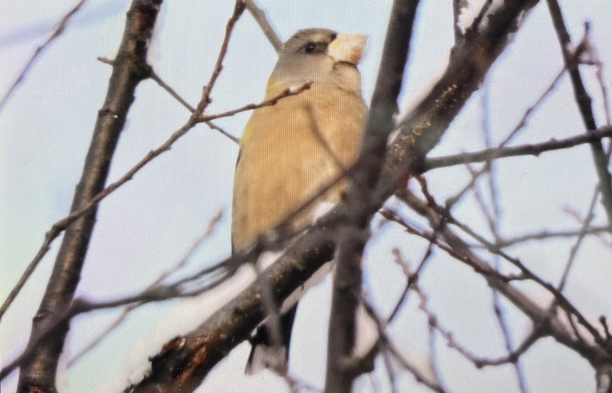 キビタイシメ - ML646517746