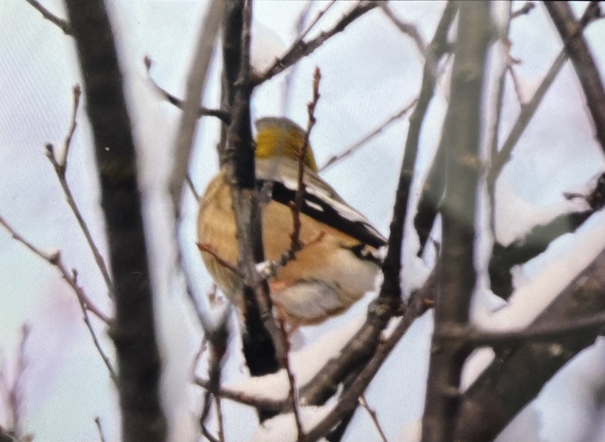 キビタイシメ - ML646517747