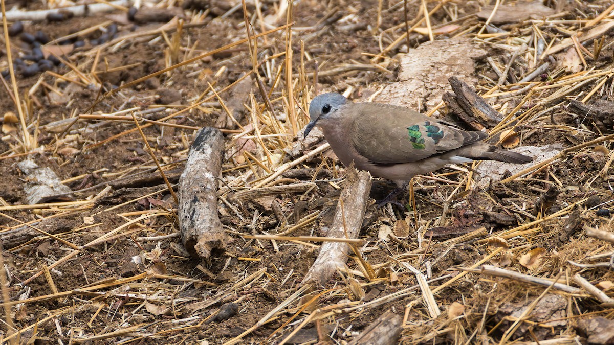 Emerald-spotted Wood-Dove - ML646517748
