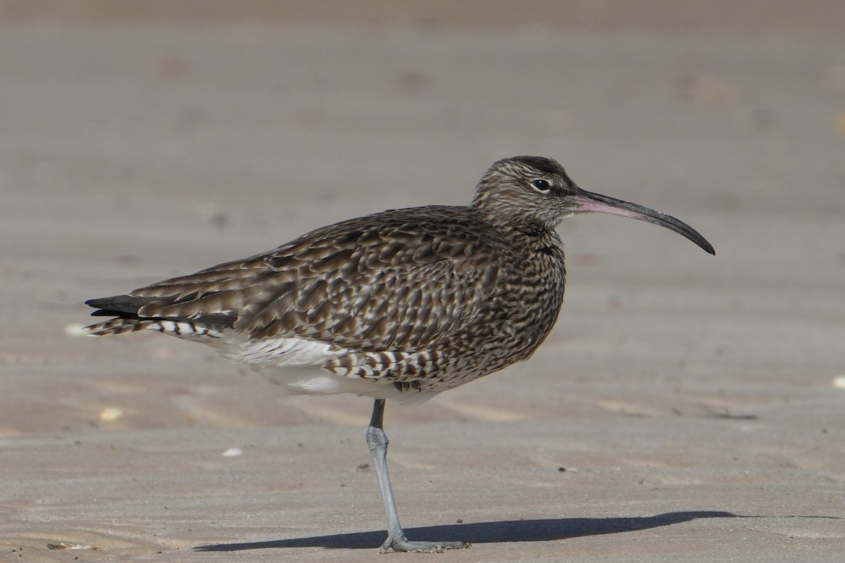 Eurasian Whimbrel - ML646517749