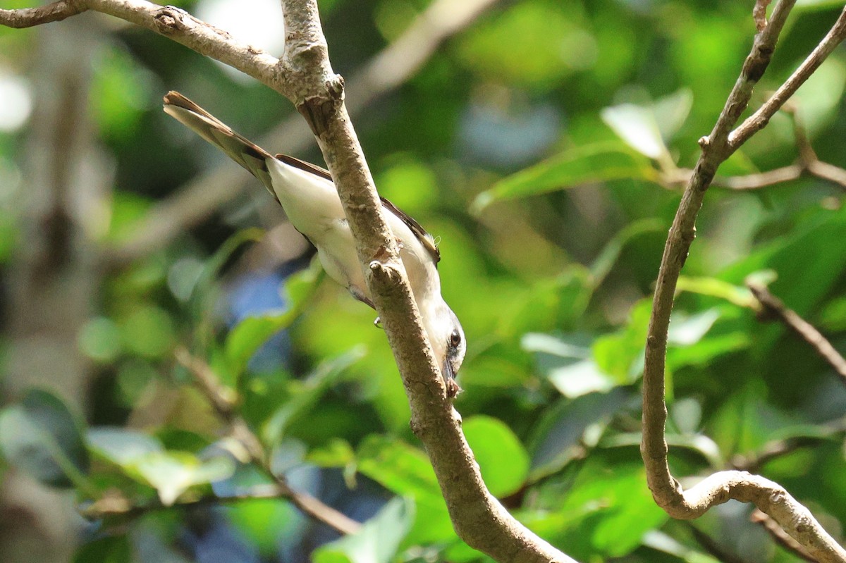 Brown-rumped Minivet - ML646517751
