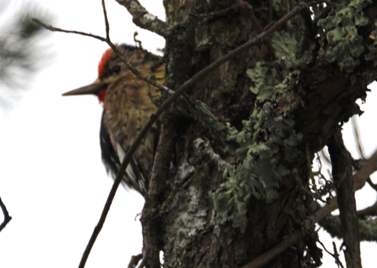 Yellow-bellied Sapsucker - ML646517752