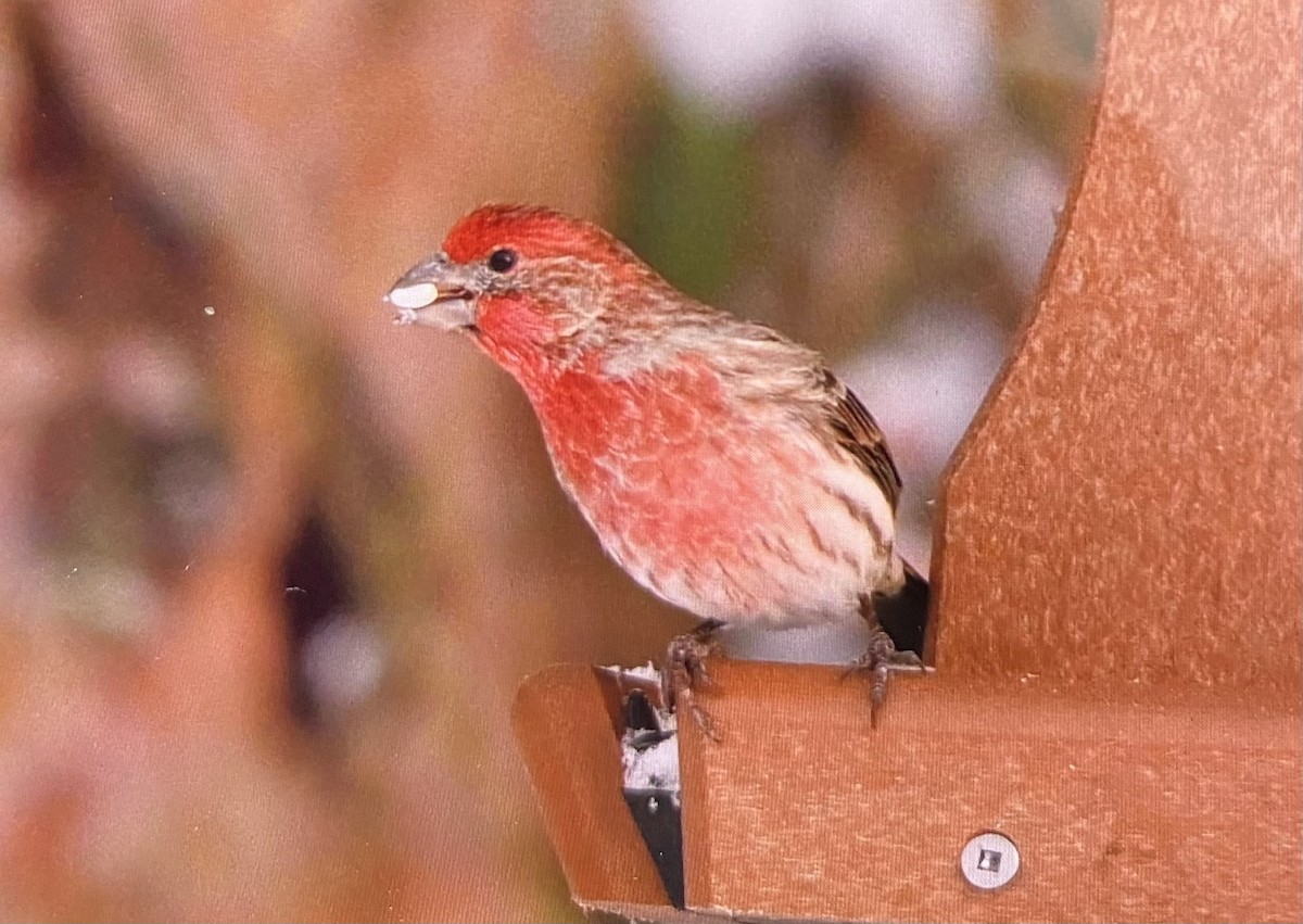 hýl rudoprsý - ML646517753