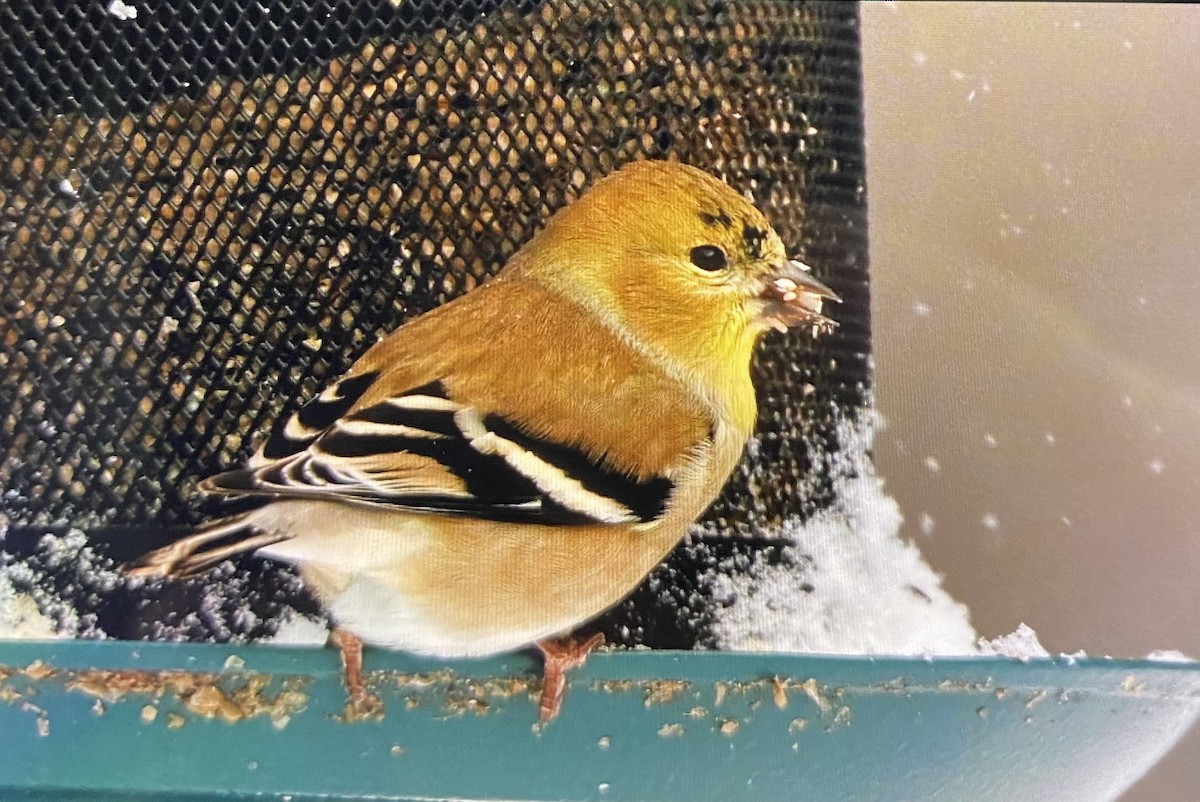 čížek žlutý - ML646517760