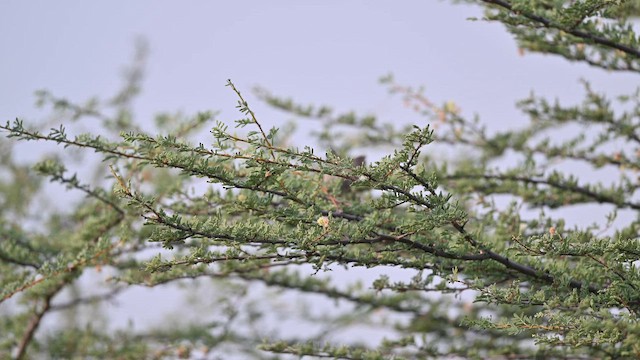 עלווית קטנה - ML646517761