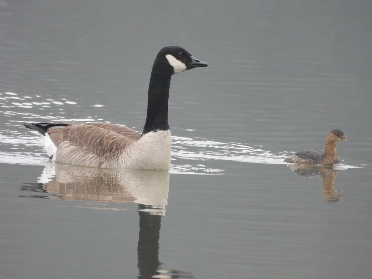 Pied-billed Grebe - ML646517762