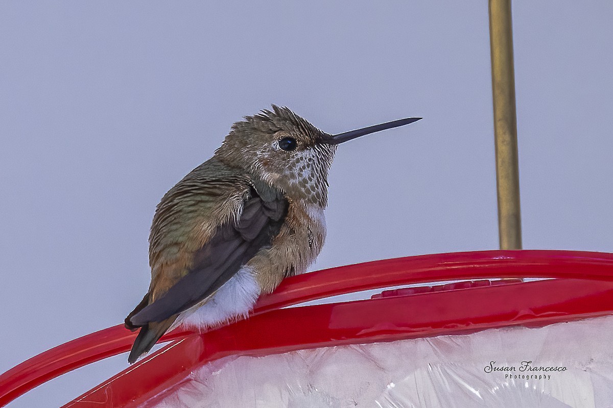 Rufous Hummingbird - ML646517763