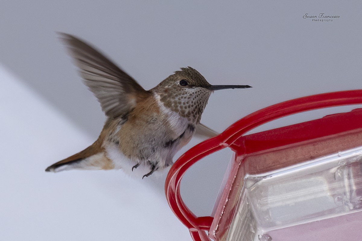 Rufous Hummingbird - ML646517764