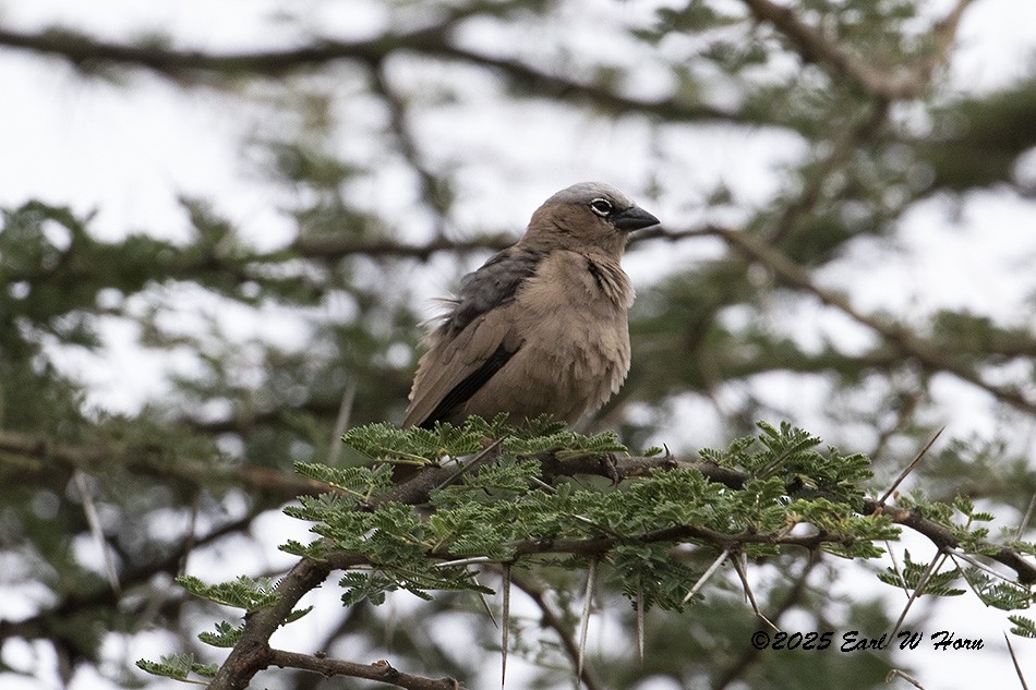 Républicain d'Arnaud - ML646517765