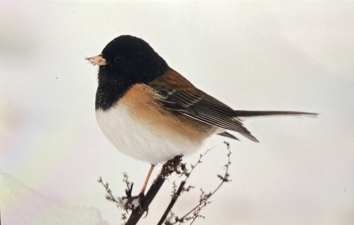 strnadec zimní [skupina oreganus] - ML646517767