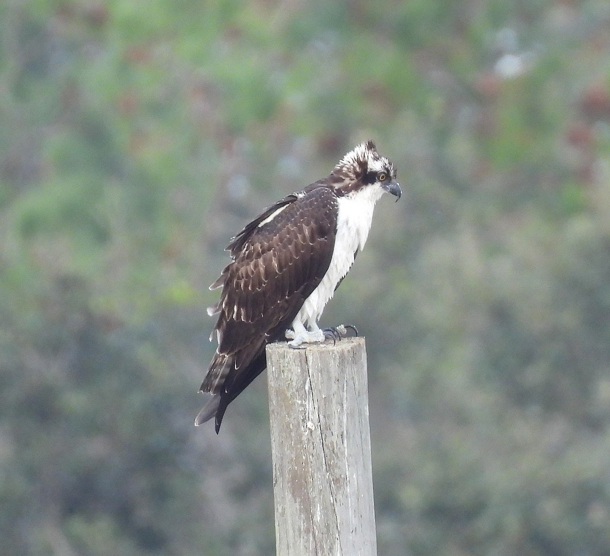 魚鷹 - ML646517769