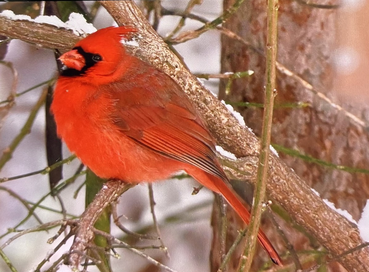 kardinál červený - ML646517773