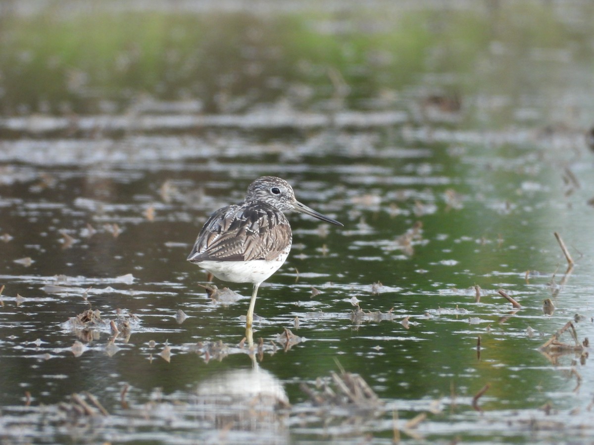 Common Greenshank - ML646517774