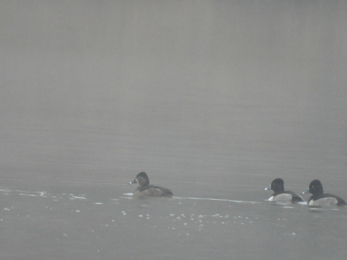 Ring-necked Duck - ML646517775