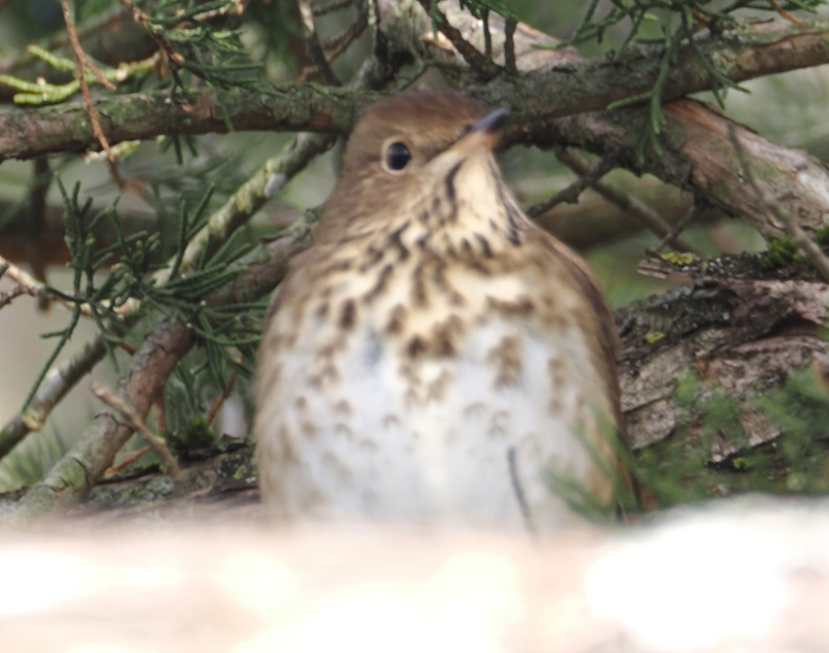 Grive solitaire - ML646517776