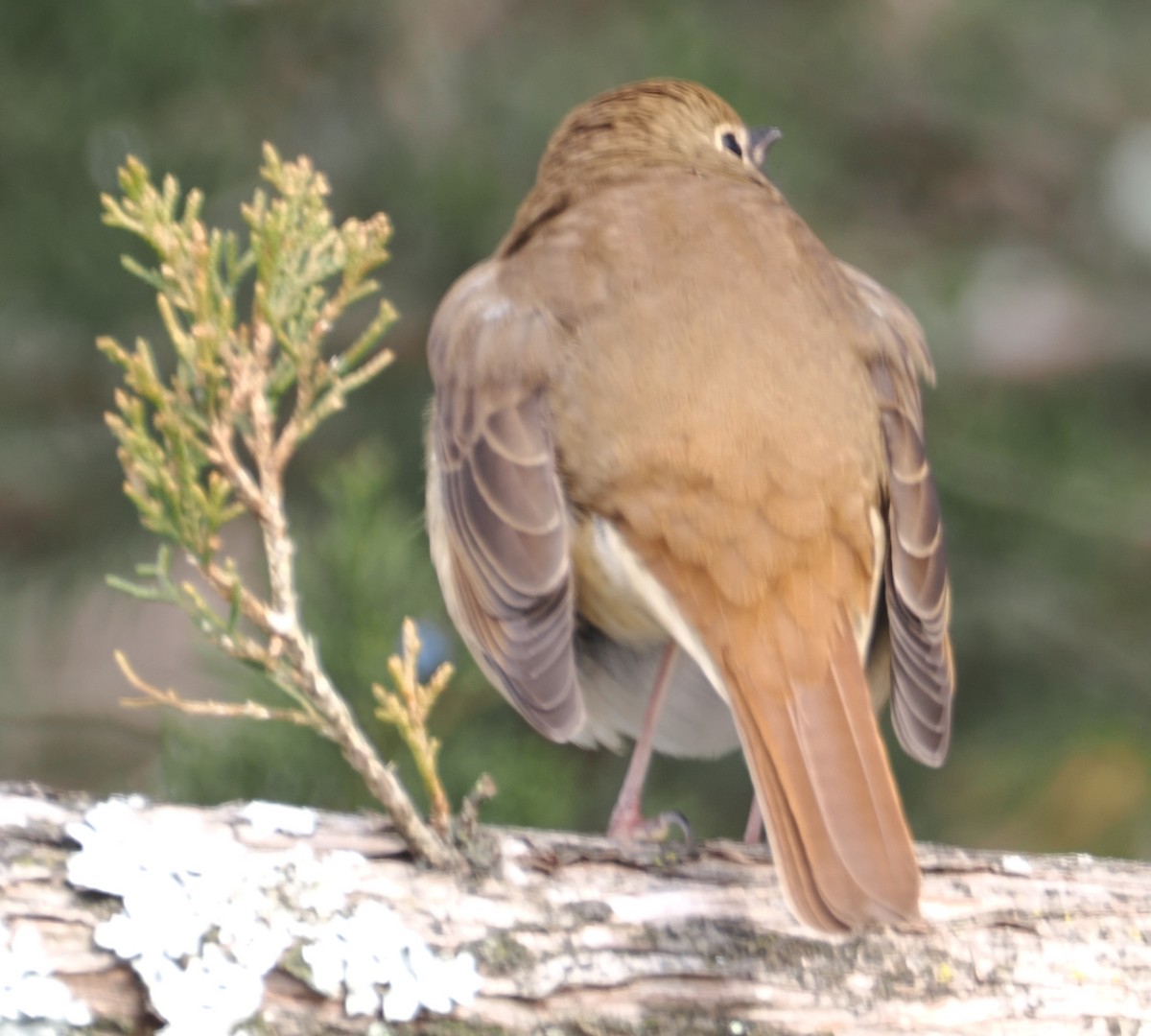 Grive solitaire - ML646517777