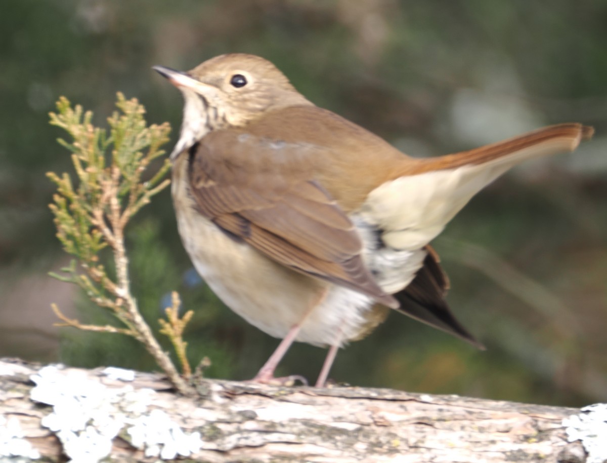 Grive solitaire - ML646517778