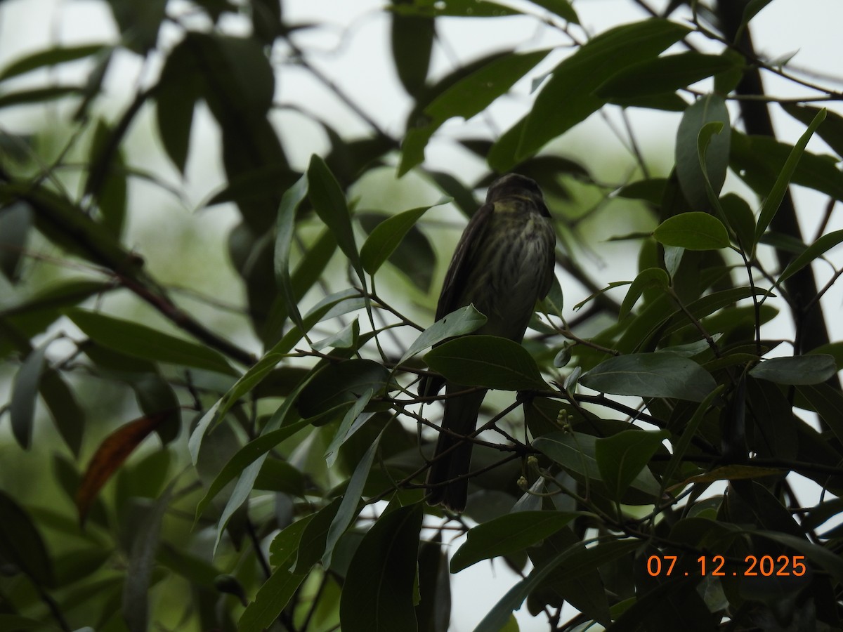 Piratic Flycatcher - ML646517779