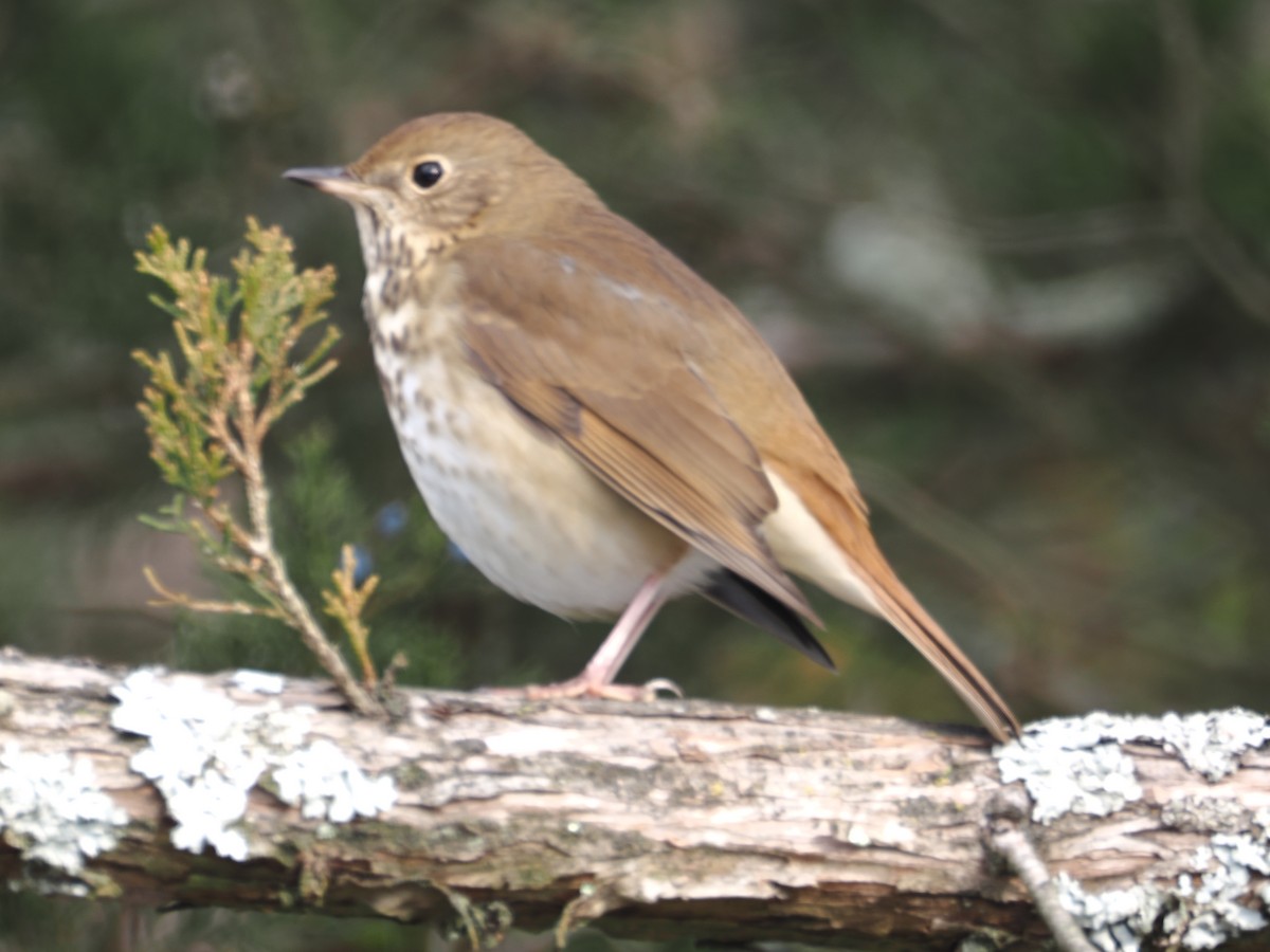 Hermit Thrush - ML646517780