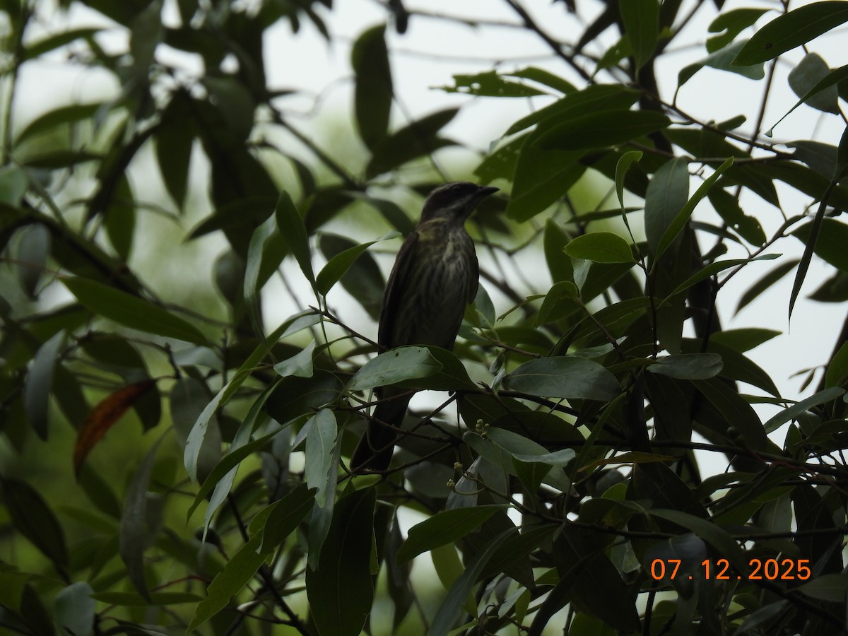 Piratic Flycatcher - ML646517781