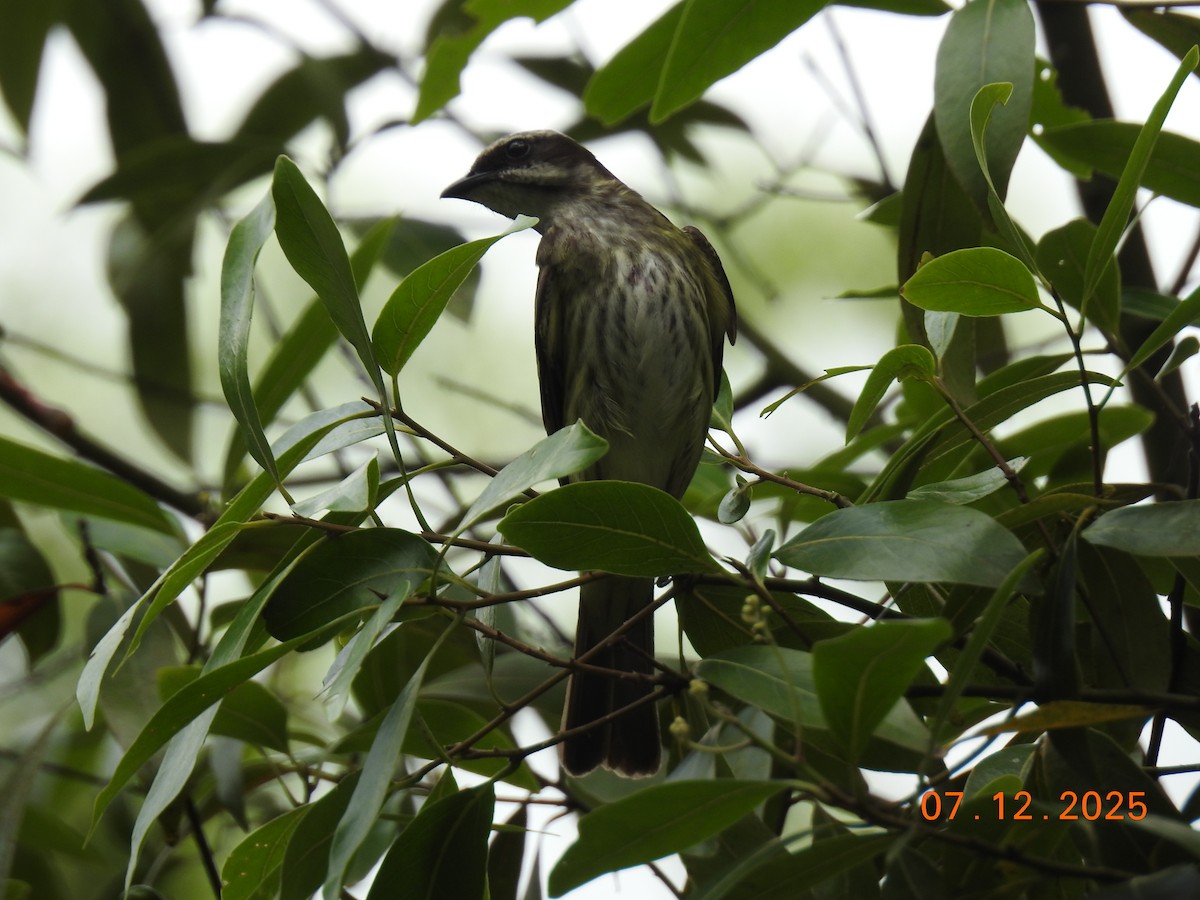 Piratic Flycatcher - ML646517782