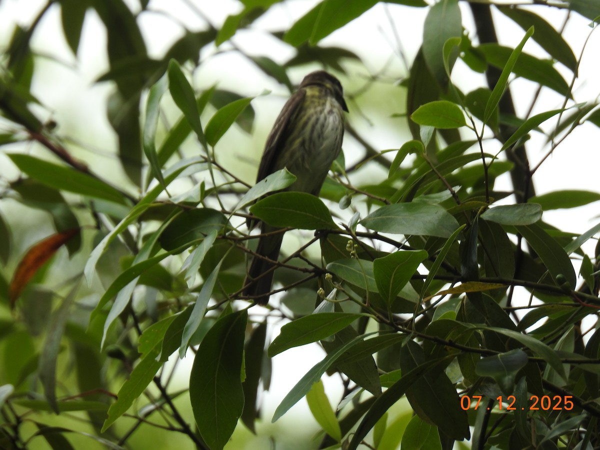 Piratic Flycatcher - ML646517783