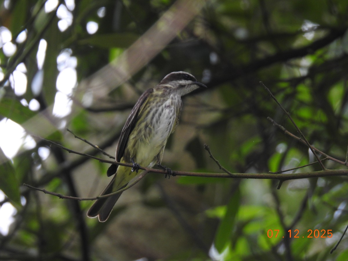 Piratic Flycatcher - ML646517784