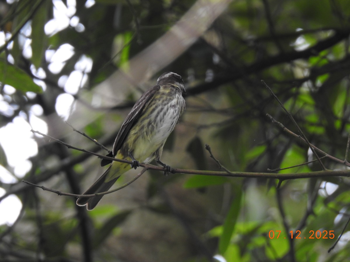 Piratic Flycatcher - ML646517785