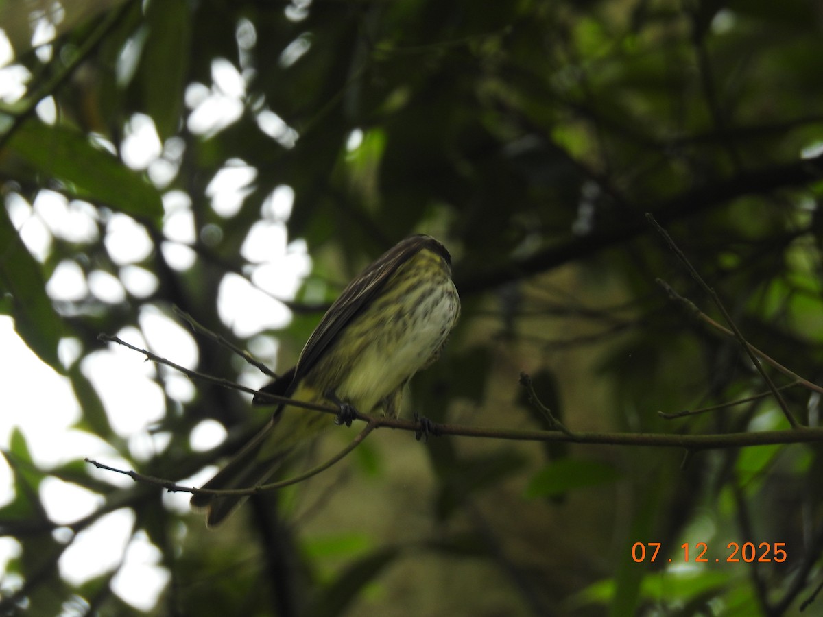 Piratic Flycatcher - ML646517786