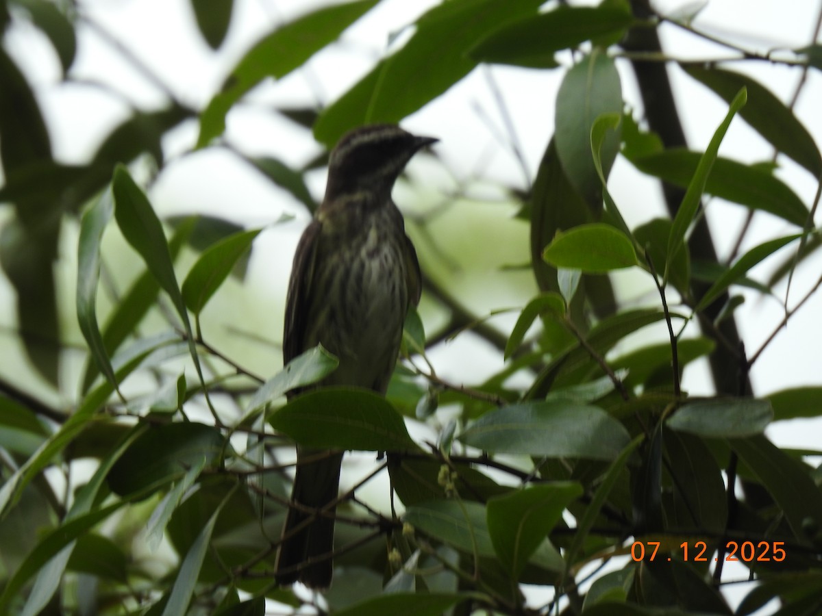 Piratic Flycatcher - ML646517787
