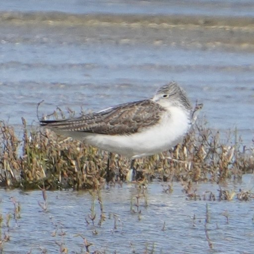 Common Greenshank - ML646517790