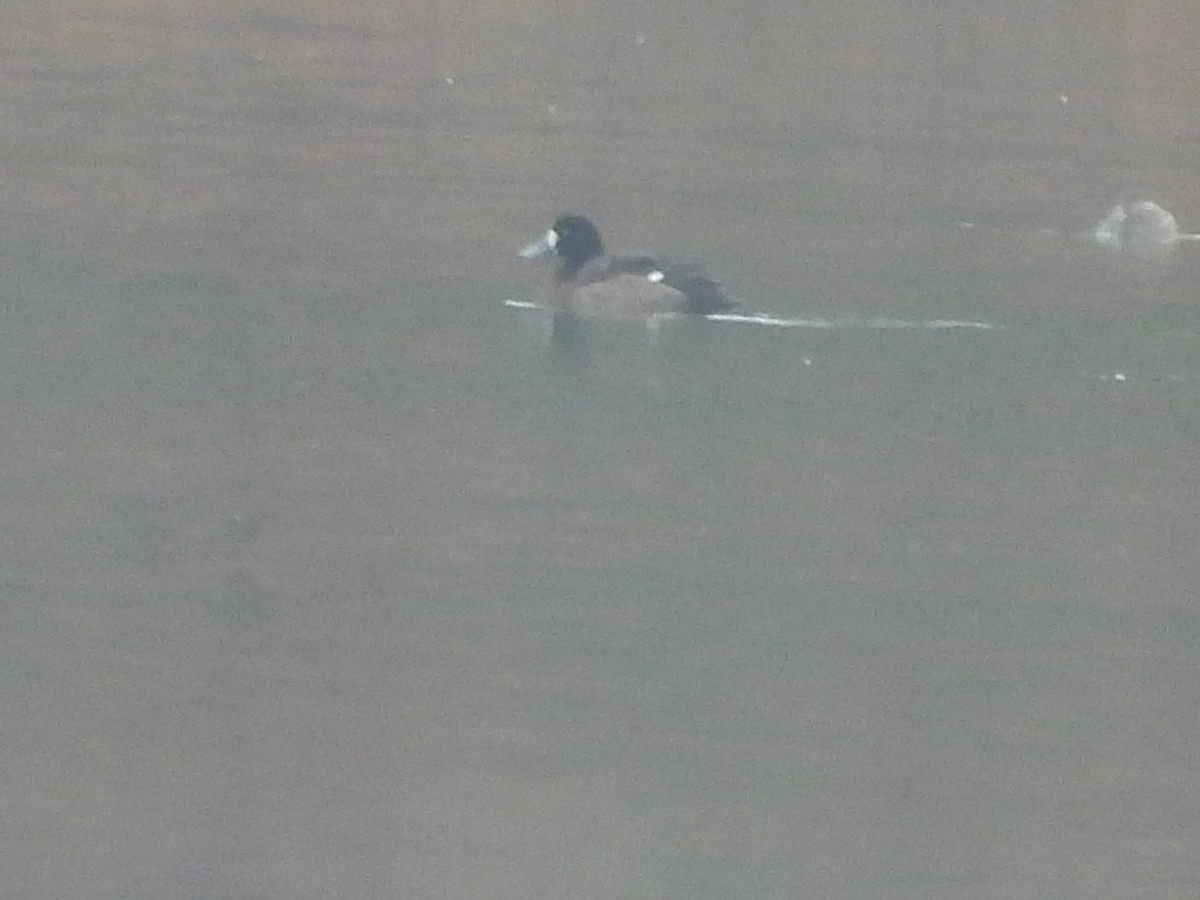 Тэнгисийн шумбуур - ML646517792