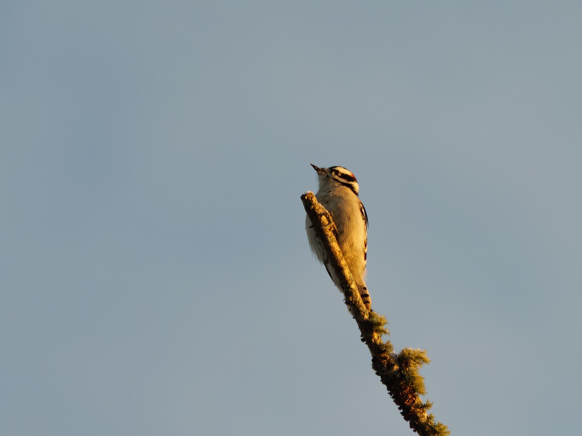 Dunenspecht - ML646517793