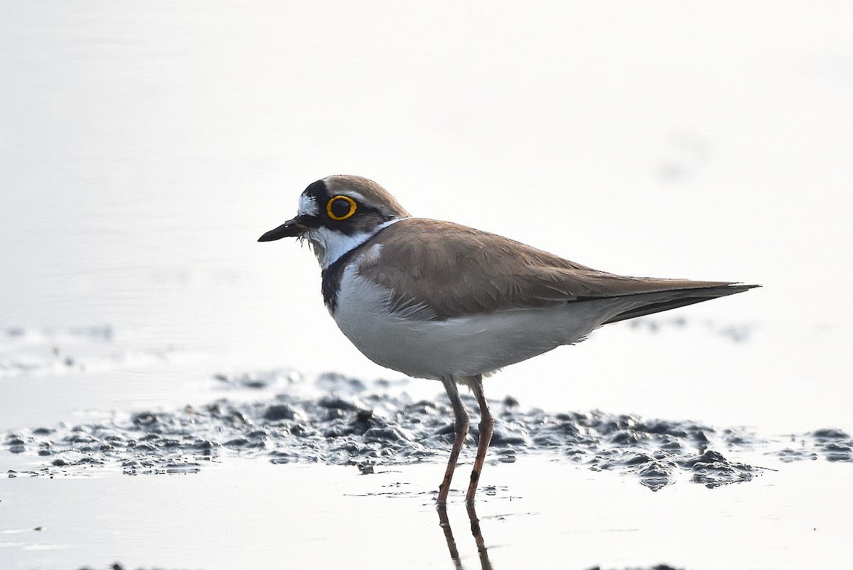 Little Ringed Plover - ML646517794