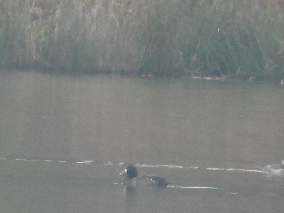 Тэнгисийн шумбуур - ML646517795