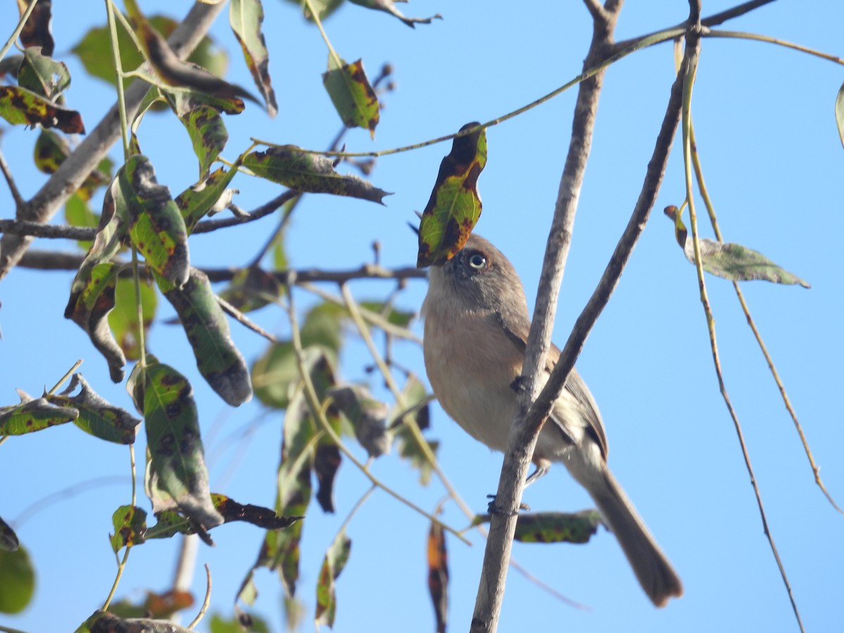 Archbold's Newtonia - ML646517797