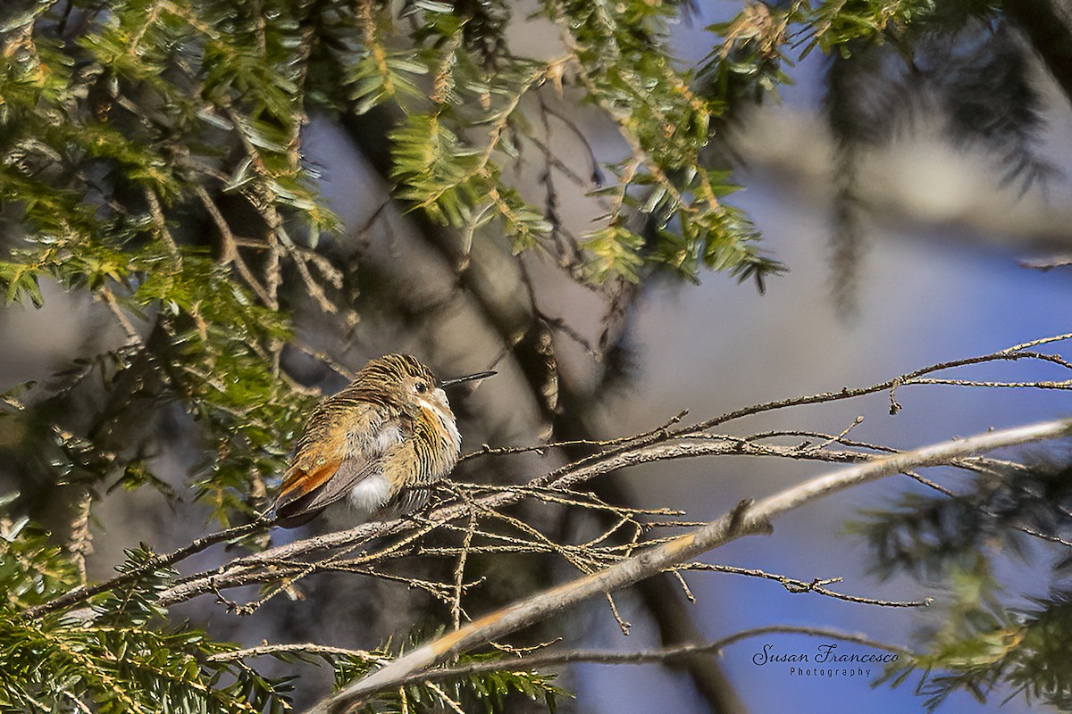 Rufous Hummingbird - ML646517799