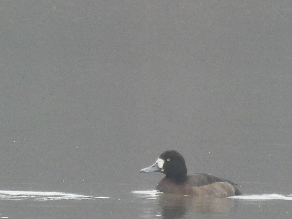 Тэнгисийн шумбуур - ML646517800