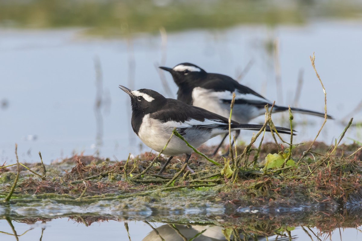 White-browed Wagtail - ML646517801
