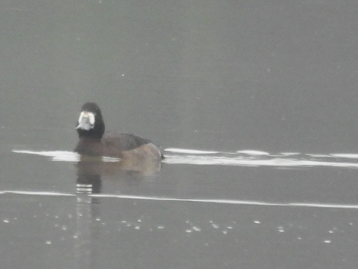 Тэнгисийн шумбуур - ML646517805