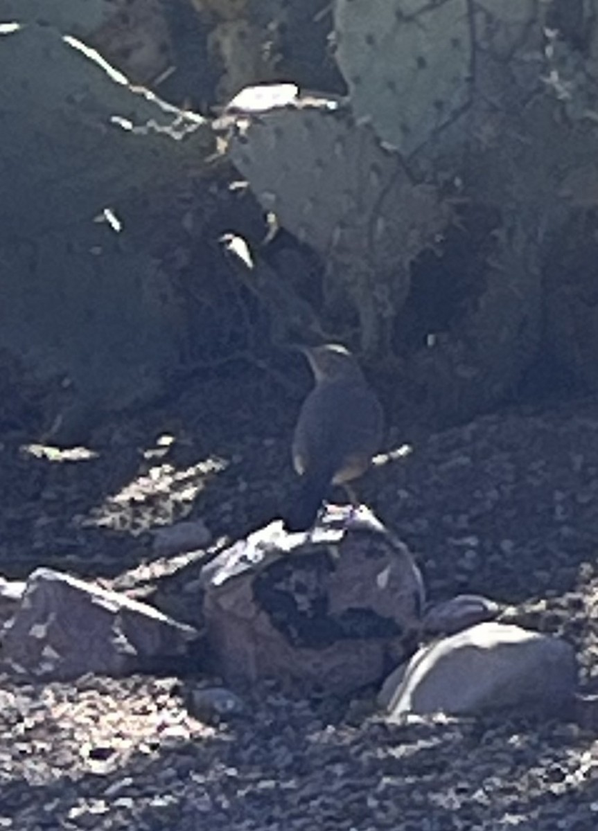 Curve-billed Thrasher - ML646517806