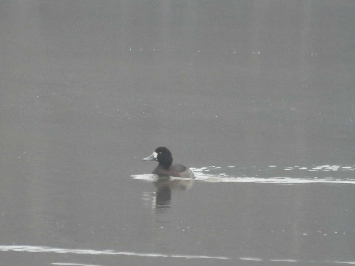 Тэнгисийн шумбуур - ML646517807